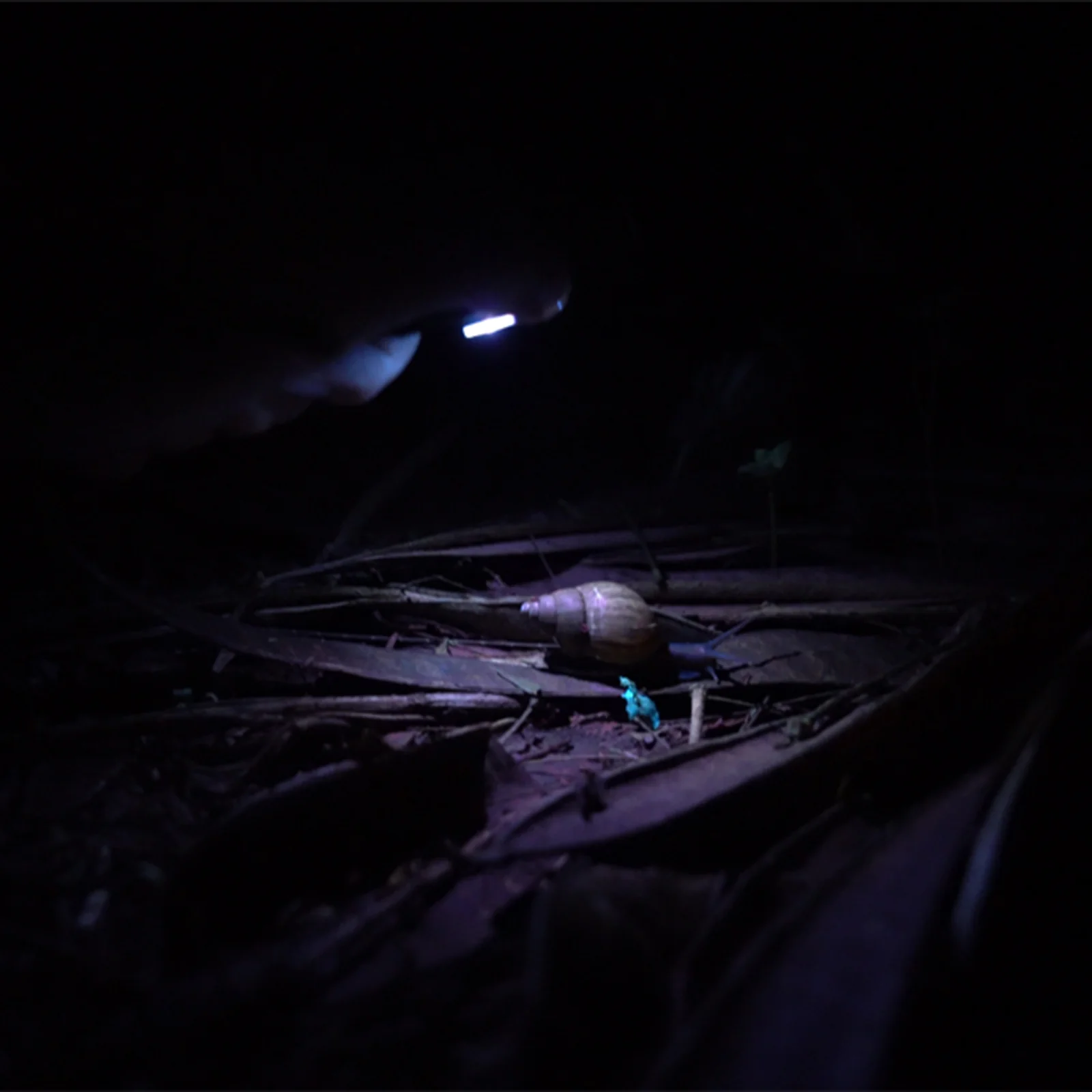 Angel Eyes E90 Flat EDC Flashlight